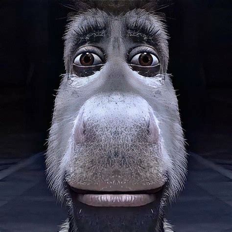 staring donkey|donkey staring at screen.